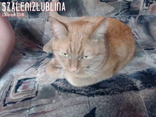 SzalenizLublina