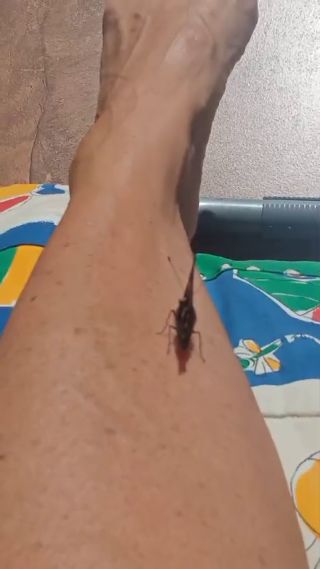 VID-20240714-WA0003.mp4