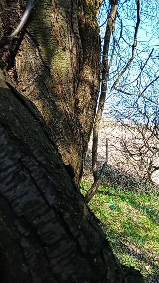 VID_20260404_101216.mp4